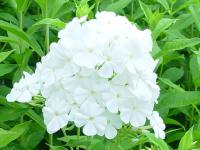 PHLOX PANICULATA 'FUJIYAMA'