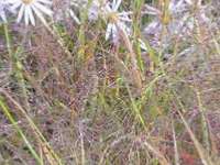 ERAGROSTIS SPECTABILIS