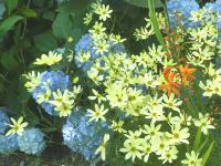 COREOPSIS VERTICILLATA 'MOONBEAM'