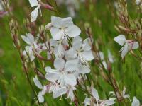 GAURA LINDHEIMERI 'SPARKLE WHITE'