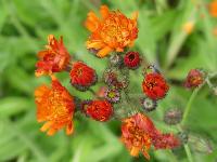 HIERACIUM AURANTIACUM