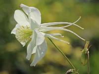 AQUILEGIA CAERULEA ‘KRISTALL’