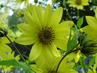 HELIANTHUS 'LEMON QUEEN'