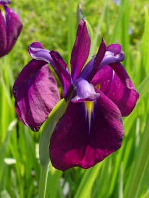 IRIS SIBIRICA 'BERLIN PURPLE WINE'