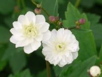 RANUNCULUS ACONITIFOLIUS 'FLORE PLENO'