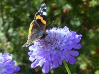 SCABIOSA 'BUTTERFLY BLUE'