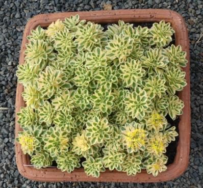 SEDUM TAKESIMENSE 'ATLANTIS'