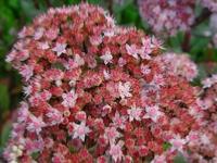 SEDUM 'MATRONA'