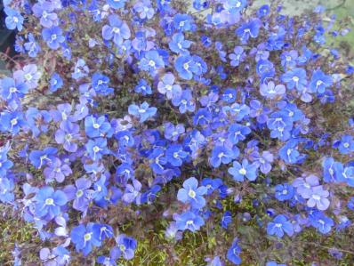 VERONICA 'GEORGIA BLUE'