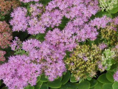 SEDUM SPECTABILE BRILLANT
