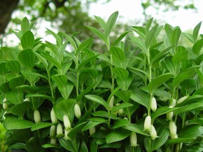 POLYGONATUM HUMILE (173)