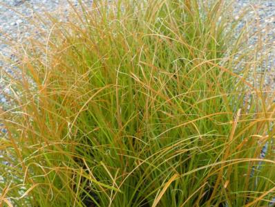 CAREX ‘TESTACEA ‘PRAIRIE FIRE’ 