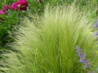 STIPA TENUISSIMA ( TENUIFOLIA )