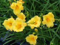 HEMEROCALLIS ‘STELLA DE ORO’