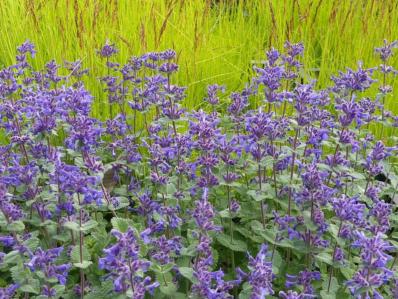 NEPETA x CITRIODORA