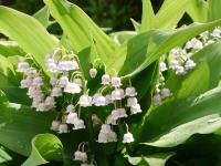CONVALLARIA MAJALIS 'ROSEA'