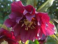 HELLEBORUS ORIENTALIS �DOUBLE HELEN RED�