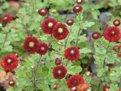 CHRYSANTHEMUM 'JULES LA GRAVERE'