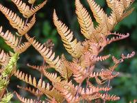 DRYOPTERIS ERYTHROSORA