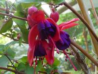 Fuchsia 'Red Shadow'