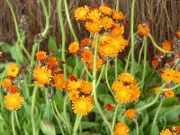 HIERACIUM AURANTIACUM