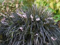 OPHIOPOGON PLANISCAPUS 'NIGRESCENS'