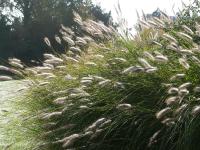 PENNISETUM JAPONICUM