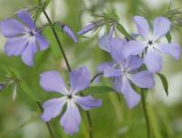 PHLOX DIVARICATA SSP LAPHAMII