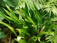 ASPLENIUM SCOLOPENDRIUM 