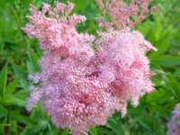 FILIPENDULA RUBRA VENUSTA