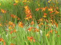 CROCOSMIA x CROCOSMIFLORA