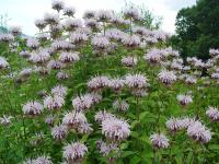 MONARDA FISTULOSA