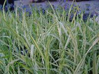 PHALARIS ARUNDINACEA 'STRAWBERRIES AND CREAM'