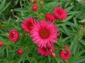 ASTER NOVAE ANGLIAE 'ALMA PÖTSCHKE'