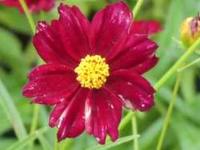 COREOPSIS ‘MERCURY RISING’