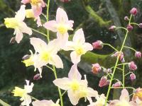 EPIMEDIUM VERSICOLOR 'CUPREUM'