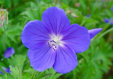 GERANIUM 'BROOKSIDE'