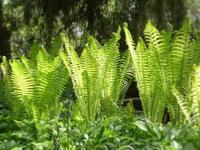 MATTEUCCIA STRUTHIOPTERIS