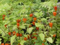 PHYSALIS FRANCHETTI 'ZWERG'