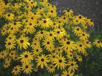 RUDBECKIA FULGIDA var. DEAMII
