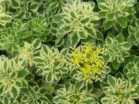 SEDUM TAKESIMENSE 'ATLANTIS'