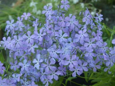 PHLOX DIVARICATA SSP LAPHAMII