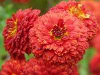 CHRYSANTHEMUM 'JULES LA GRAVEUR'