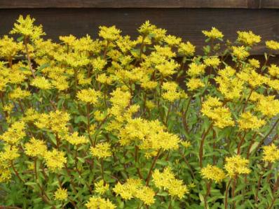 SEDUM AIZOON EUPHORBIOIDES 'MAXIMUM'