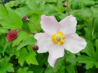 ANEMONE TOMENTOSA Pei