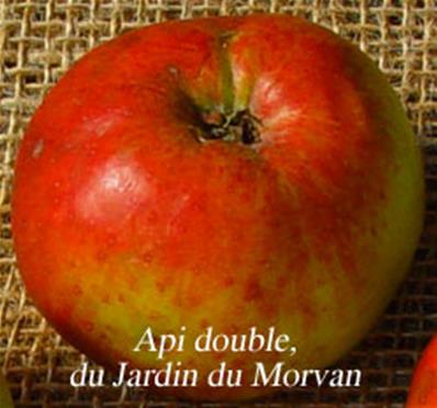 Pommier double rose ou 'Api double' 