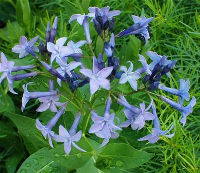 AMSONIA TABERNAEMONTANA 'BLUE ICE'