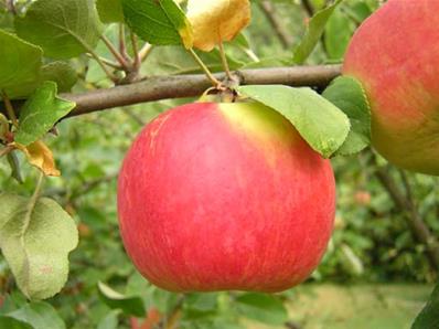 Pommier 'Astrakan rouge'