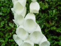 DIGITALIS PURPUREA 'ALBIFLORA'