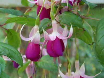 Fuchsia 'rose de Castille improved'